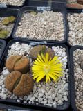 018 aucampiae fluminalis 1 AS 2005 04102017.jpg