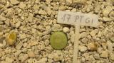 414 1 pseudotruncatella green ivory AS 2017 17072019.JPG