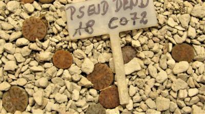 412 1 pseudotruncatella dendritica AS 2018 17072019.JPG