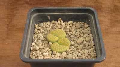 211 1 halli ochracea green sopstone 1 AS 2008 16102016.jpg