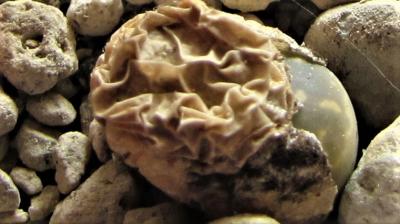 382 1 olivacea 1 Kaufware 27082017.JPG
