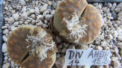 112 divergens amethystina 1 AS 2014 29062019.JPG