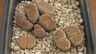 209 2 halli ochracea 1 AS 2007 16102016.jpg