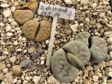 454 1 schwantesii 2 unbekannt adult 2014 24072018.JPG
