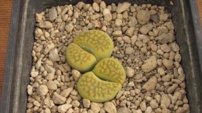 211 2 halli ochracaea green sopstone 1 AS 2008 16102016.JPG