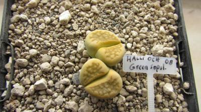 211 5 halli ochracaea green sopstone 1 AS 2008 nach dem Umtopfen 04022018.JPG