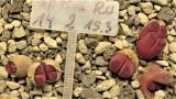 392 3 optica rubra 2 AS 2014 17072019.JPG