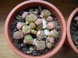 014 aucampiae fluminalis AS 2005 13042006.JPG