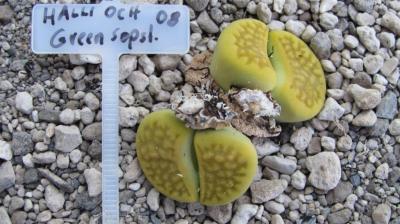 211 6 halli ochracaea green sopstone 1 AS 2008 30062019.JPG