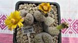 455 1 schwantesii 3 unbekannt adult 28052016 30092017.JPG
