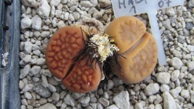 209 3 halli ochracaea 1 AS 2007 30062019.JPG