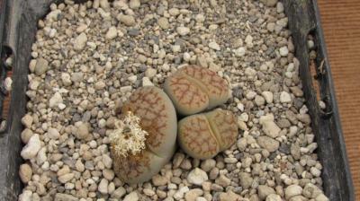 411 1 pseudotruncatella dendritica adult 16102016.jpg