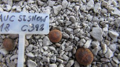 033 aucampiae storms snowcap AS 2018 29062019.JPG