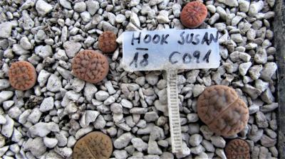 261 1 hookeri susannae AS 2018 30062019.JPG
