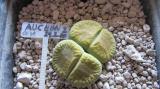 012 aucampiae eunicaea 2 AS 2010 09092017.JPG