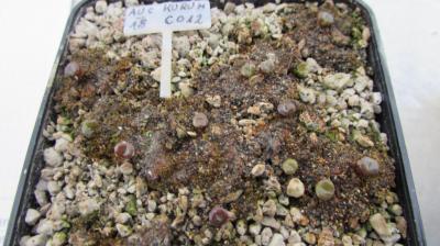 031 aucampiae kuruman form AS 2018 05052018.JPG