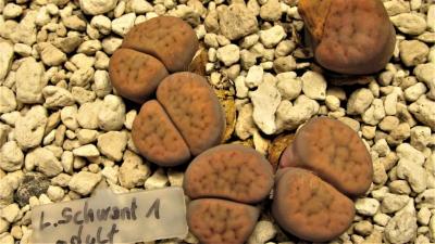453 4 schwantesii 1 unbekannt adult 17072019.JPG