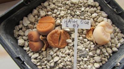 210 1 halli ochracaea 2 AS 2007 04022018.JPG