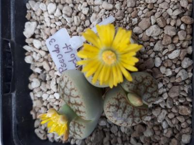 411 3 pseudotruncatella dendritica 14072018.jpg
