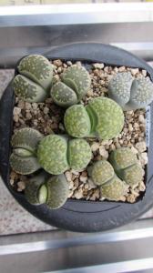 277 2  julii fulleri fullergreen 1 adult 14102015.jpg