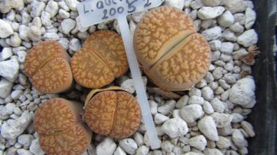022 aucampiae fluminalis 2 AS 2005 29062019.JPG
