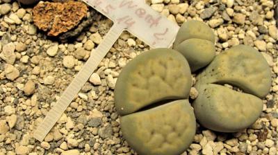 454 3 schwantesii 2 unbekannt adult 2014 17072019.JPG
