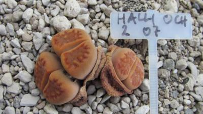 210 2 halli ochracaea 2 AS 2007 30062019.JPG