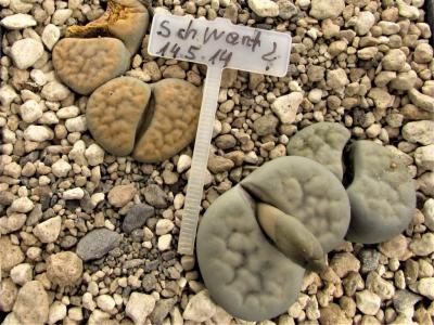 454 1 schwantesii 2 unbekannt adult 2014 24072018.JPG