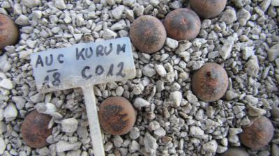 032 aucampiae kuruman form AS 2018 29062019.JPG