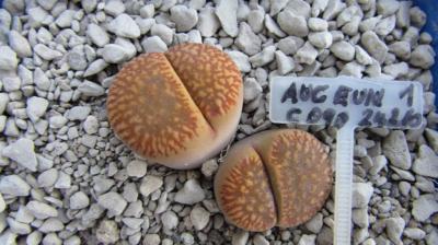 011 aucampiae eunicaea 1 AS 2010 29062019.JPG