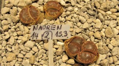 370 2 naureeniae 2 AS 2014 17072019.JPG