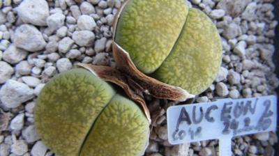 013 aucampiae eunicaea 2 AS 2010 29062019.JPG