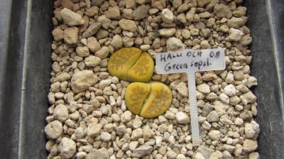 211 3 halli ochracaea green sopstone 1 AS 2008 vor dem Umtopfen 04022018.JPG