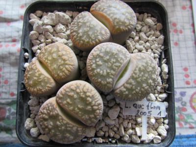 016 aucampiae fluminalis 1 AS 2005 27092014.jpg