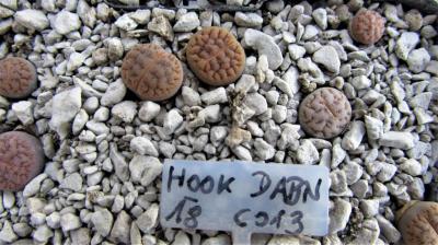 246 2 hookeri dabneri AS 2018 30062019.JPG