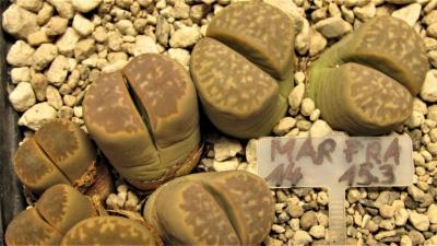 352 2 marmorata framesii AS 2014 17072019.JPG