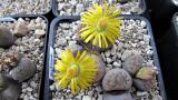 456 4 schwantesii urikosensis AS 2005 11102014.jpg