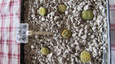 152 fulviceps aurea 1 AS 2016 27082017.JPG