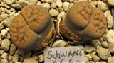 455 2 schwantesii 3 unbekannt adult 28052016 17072019.JPG