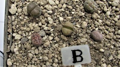 313 1 karasmontana unbekannt B 24062015.jpg