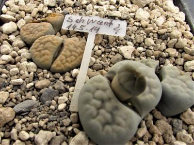 454 2 schwantesii 2 unbekannt adult 2014 24072018.JPG