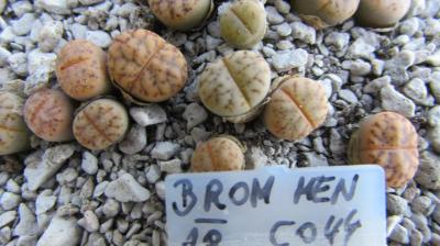 064 bromfieldii menelli AS 2018 29062019.JPG