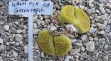 211 6 halli ochracaea green sopstone 1 AS 2008 30062019.JPG