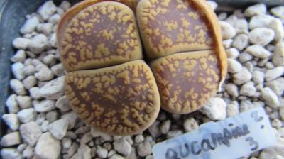 037 aucampiae unbekannt 3 adult Kaufware 29062019.JPG